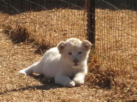 10 Interesting White Lion Facts | My Interesting Facts