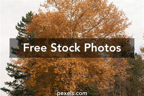 dos large      dos large stock  hd images