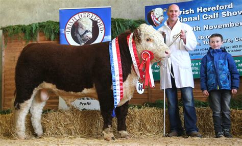 National Hereford Calf Show takes place this weekend - Agriland.ie