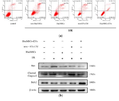 Figure From Human Umbilical Cord Mesenchymal Stem Cells Protect