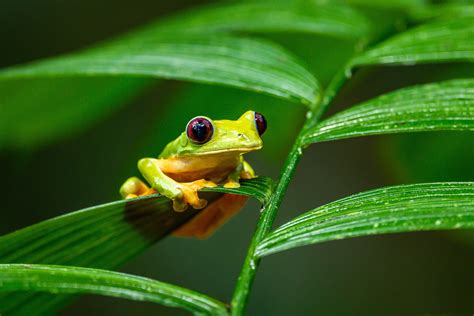 Animais Que Passam Por Metamorfose Insetos Sapo Rã E Mais Guia Animal