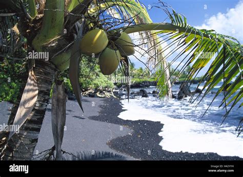 The USA, Hawaii, island Maui, Hana, sandy beach, coconut tree, detail ...