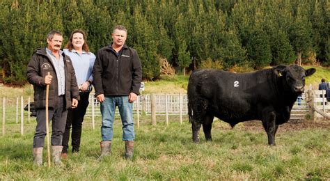 Tangihau Angus Bull Sale Breaks Records Pgg Wrightson