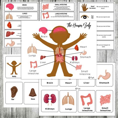 Human Body Printable Package Flashcards Digital Download Etsy