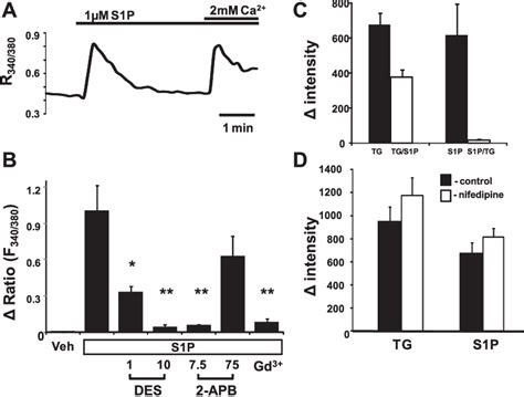 Figure 1 from S1P activates store-operated calcium entry via receptor ... 