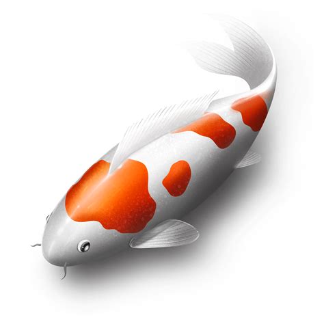 Free Koi Fisch D Png With Transparent Background