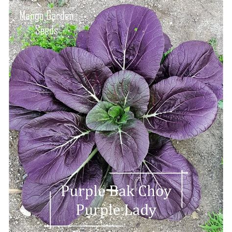 Purple Lady Purple Bak Choy Seeds 200 Seed Pot Friendly Tanam Pasu