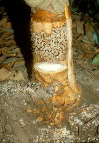 Collar Rot Phytophthora Citricola Wood Staining Of Tree 1