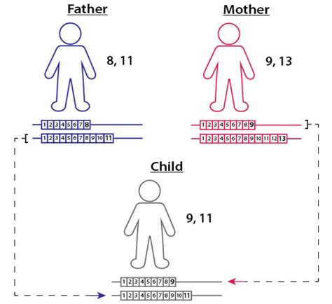 How Do Paternity Tests Work The Tech Interactive