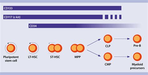 Human Hematopoietic Stem Cells Human Hsc Markers Miltenyi Miltenyi Biotec Usa