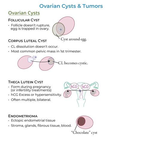 Clinical Pathology Glossary Ovarian Cysts And Tumors Ditki Medical