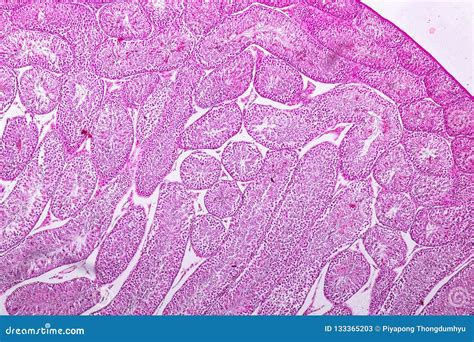 Sezione Del Tessuto Del Testicolo Sotto Il Microscopio Immagine Stock