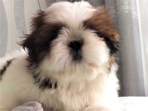 Piesek Shih Tzu Bia O Czerwony Z Metryk Zkwp Radom Olx Pl