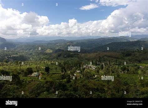 Tea plantations in Sri Lanka Stock Photo - Alamy