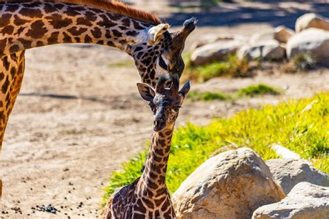 Santa Barbara Zoo Invites Public To Vote On A Name For New Baby Giraffe