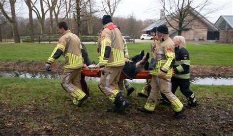 Brandweer Redt Twee Schapen Uit Sloot Baarnschecourant Nl Nieuws