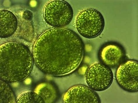 Buy Nannochloropsis Salina Oculata Algae Phytoplankton Live Culture