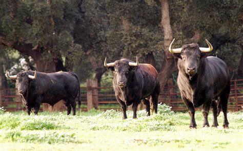 La cría del toro bravo: toro en el campo y de lidia.