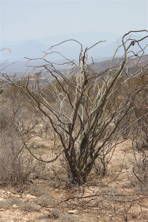 Fouquieria Splendens Breviflora From Cadereyta De Montes Qro M Xico