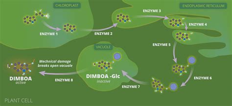 How Plants Make, Store and Use Toxins