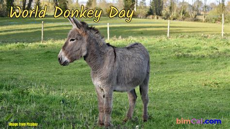 National Donkey Day Heath Koressa