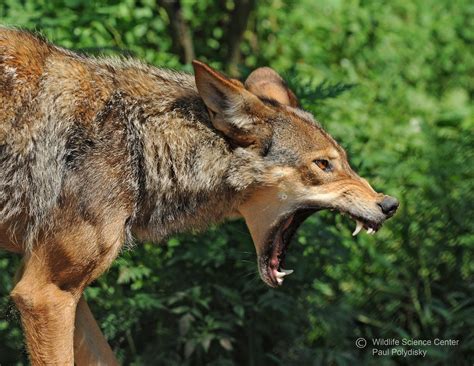 Red Wolf — Wildlife Science Center