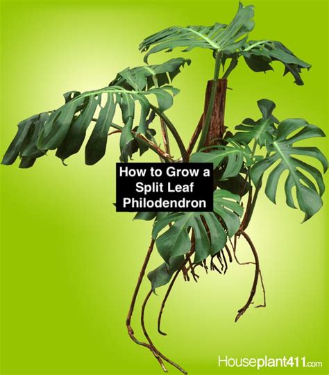 How To Grow Care For Water Feed Prune And Propagate A Split Leaf Philodendron Read More At