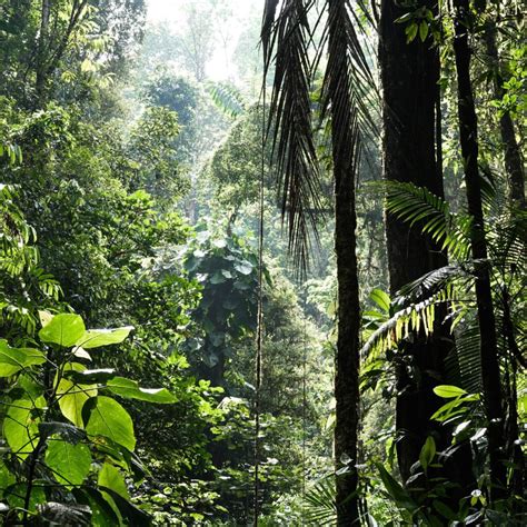 Tropical Rainforests: What Is Their Role In Climate Change? (1/3)