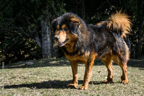 Uttarakhand, India. A big fully grown black and brown himalayan ...