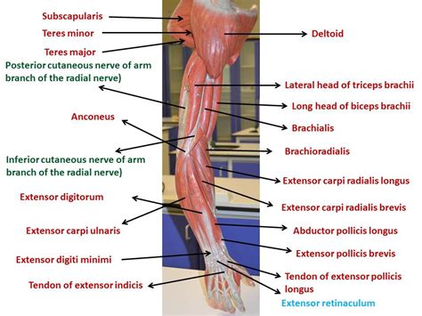 Posterior Aspect Of The Arm Forearm Yed Tepe Anatomy Lab