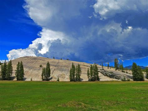 Yosemite Photos - Mariposa Grove of Sequoias - Yosemite Peregrine Lodge