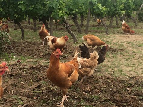 Des poules et des vignes à Bourgueil Le 18 juin passage des disques