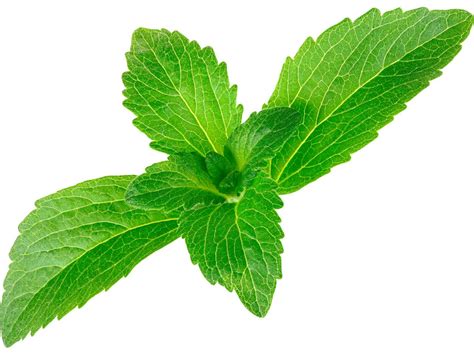 Stevia Tous Ses Bienfaits Ses Dangers Potentiels Et Son Utilisation