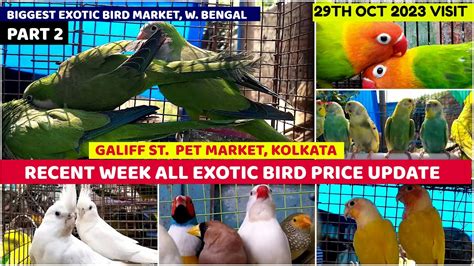 Recent Week All Exotic Bird Price Update Galiff Street Cheapest