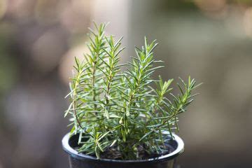 Best Shrubs For Containers — 6 Plants That Experts Recommend | Livingetc