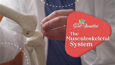 The Musculoskeletal System Health And The Physical Body The Good