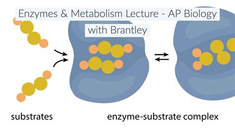 Enzymes And Metabolism Lecture Ch 6 Ap Biology With Brantley Youtube