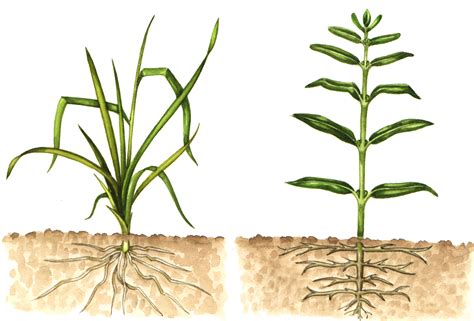 Comparing Monocots And Dicots Worksheets