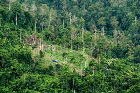 Kawasan Hutan Lindung Beralih Fungsi Hasrul Usulan Dari Pemda Luwu