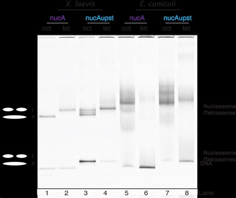 14: Nucleosomes and tetrasomes on MMTV DNA sequences. Native PAGE ... 