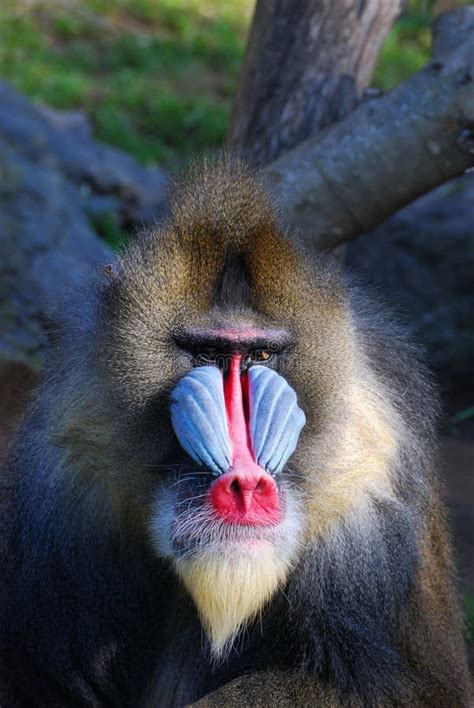 93+ Baboon face Free Stock Photos - StockFreeImages