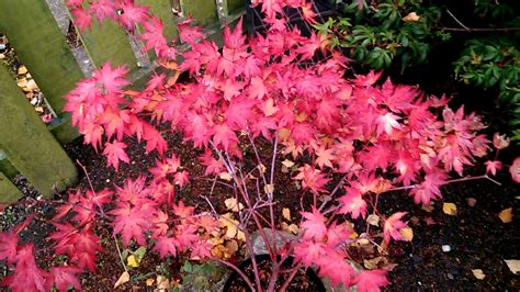 Acer Palmatum Orange Dream Potted Tree In Autumn 2019 Part 2 Of 2 Youtube