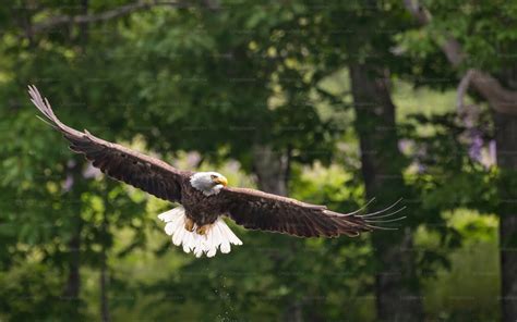 A bald eagle in Maryland photo – Animal Image on Unsplash