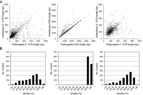 Comparison Of The Length And Identity Of Utrs Cdss And Utrs