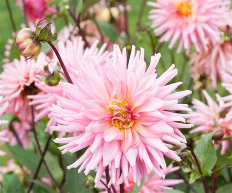 Dahlia Preference Is A Magnificent And Eye Catching Dahlia Which