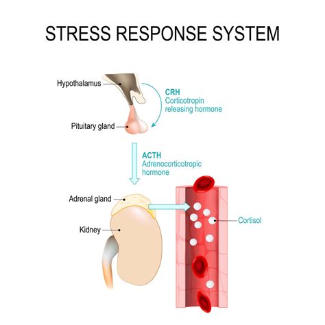 Can oxytocin dampen stress-induced cigarette cravings? — The Human Behavioral Pharmacology ...