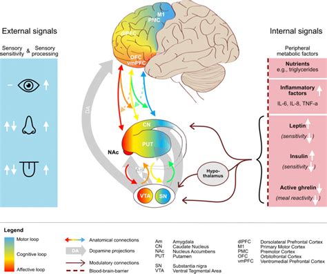 Schematic Overview Of The Frontostriatal Circuit And Their Relationship