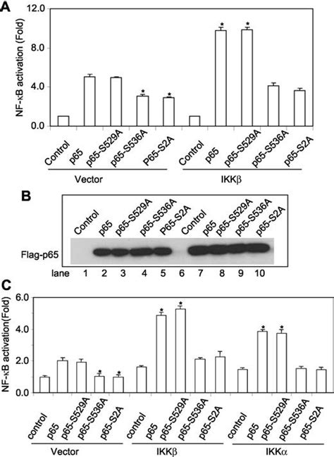 Ikkβ Plays An Essential Role In The Phosphorylation Of Relap65 On