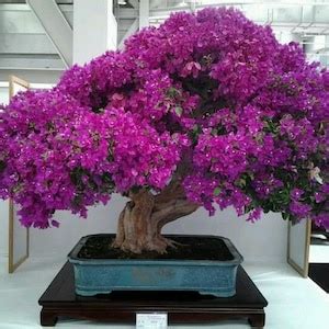 Jacaranda Purple Bonsai Tree Seeds, Fun and Easy to Grow, Fast Growing, an Amazing Gift, Grow ...