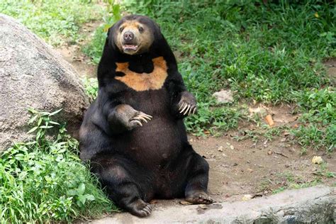 Is The Chinese Zoo Sun Bear Real Or Human? Answered - OtakuKart